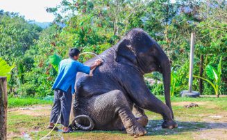 Elephant trekking option 6