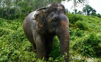 Phuket Elephant trekking option 3