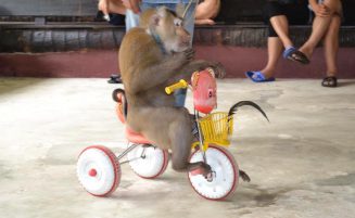 Phuket Elephant trekking option 4