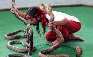 Phuket Elephant trekking option 5